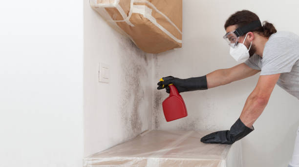 Professional Basement Mold Remediation technician working in Germantown, TN